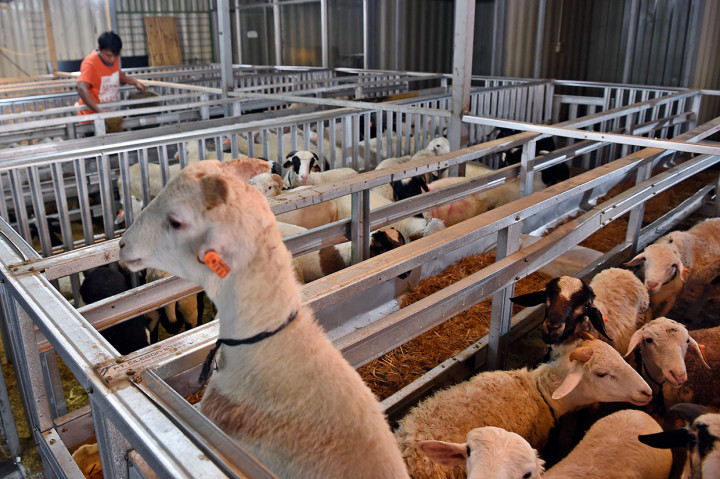 Lain lagi yang dilakukan pedagang hewan kurban di Cilandak, Jakarta Selatan ini. Tempat penjualan kambing dan domba baik lokal maupun impor untuk kurban itu menawarkan suasana di dalam mal (pusat perbelanjaan modern) yang bersih, tidak pengap, dan sejuk sehingga diharapkan dapat lebih menarik minat pembeli.
