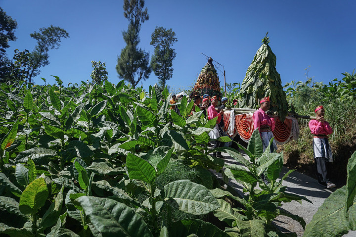 Acara tradisi Tungguk Tembakau di lereng Merbabu diawali kirab budaya ratusan peserta dengan membawa gunungan hasil bumi sebagai tanda syukur atas hasil panen tanaman tembakau tahun ini. ANTARA FOTO/Mohammad Ayudha