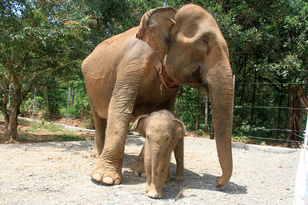 Bayi Gajah Sumatera bermain di samping induknya saat berada di dalam kandang Conservation Response Unit (CRU) Desa Alue Kuyun, Woyla Timur, Aceh Barat, Aceh.