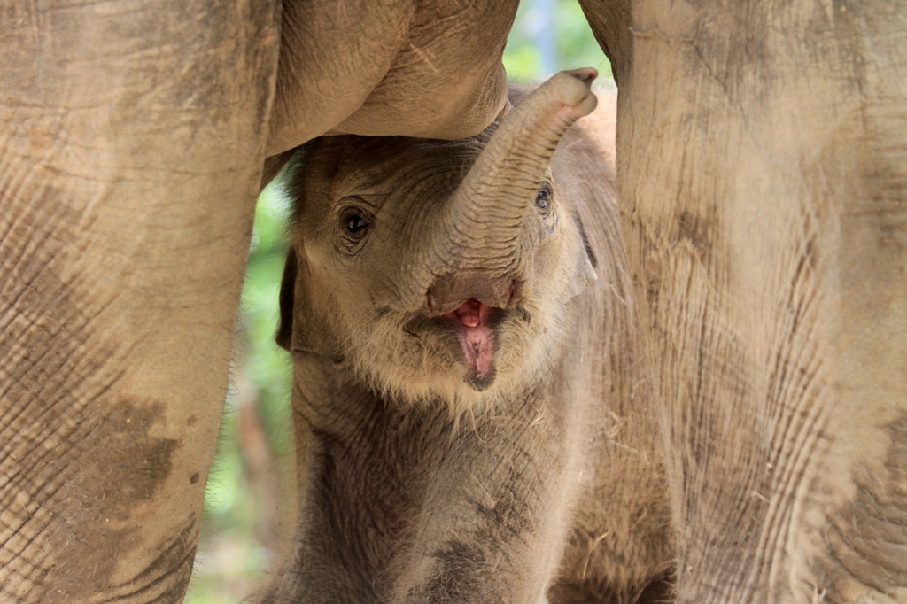 Bayi gajah berjenis kelamin betina yang lahir pada 24 Juli 2019 itu diberi nama Yuyun merupakan hasil perkawinan dari induk gajah jinak bernama Suci (30) dengan gajah liar di kawasan itu.