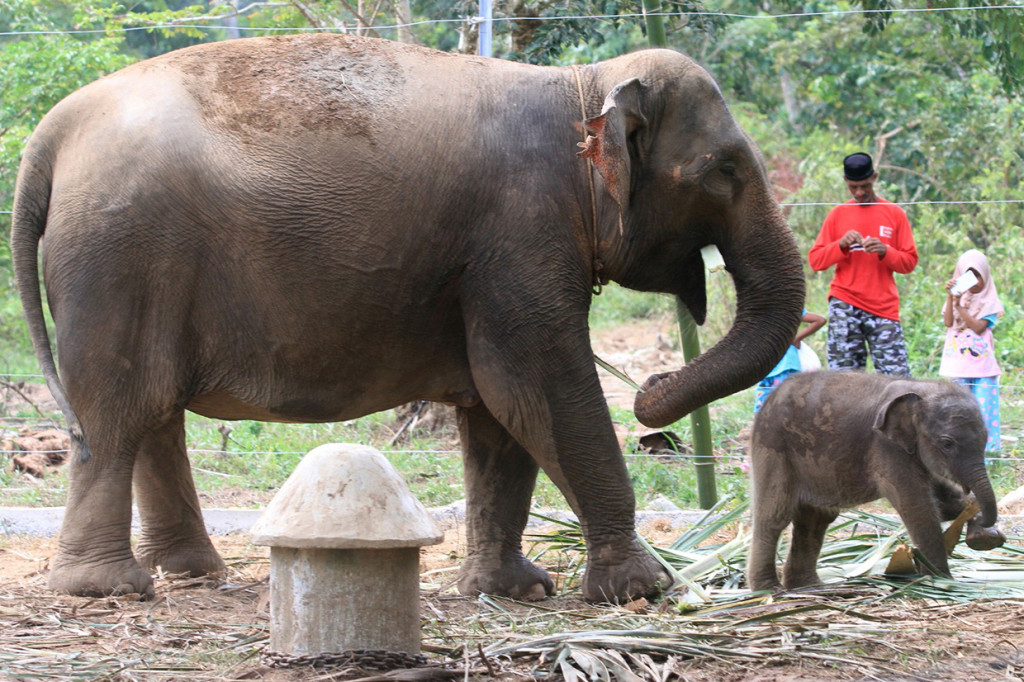 Warga melihat bayi Gajah Sumatera saat bermain di samping induknya di dalam kandang Conservation Response Unit (CRU) Desa Alue Kuyun, Woyla Timur, Aceh Barat, Aceh.
