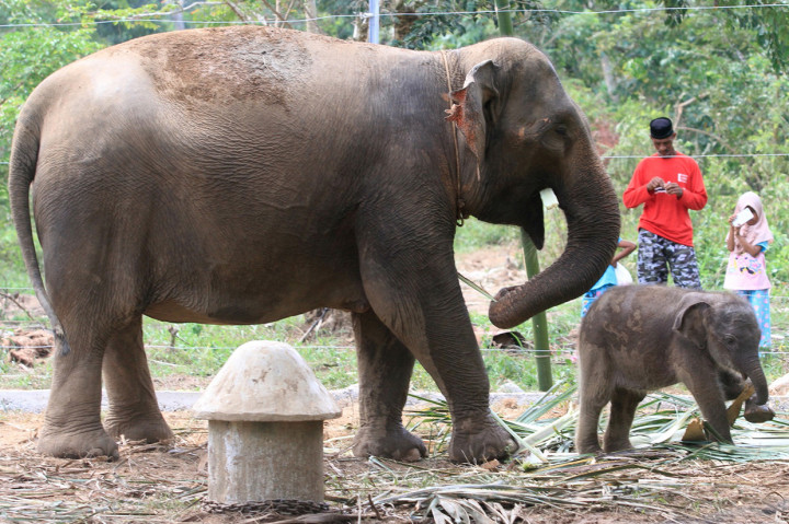 Warga melihat bayi Gajah Sumatera saat bermain di samping induknya di dalam kandang Conservation Response Unit (CRU) Desa Alue Kuyun, Woyla Timur, Aceh Barat, Aceh.
