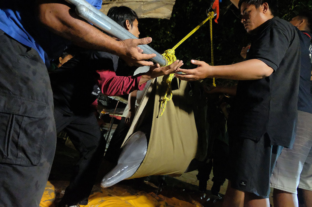Relawan menggotong lumba-lumba hidung botol (Tursiops truncatus) saat proses pemindahan dari sebuah hotel di Buleleng menuju tempat konservasi di Pantai Mertasari, Denpasar, Bali, Selasa, 6 Agustus 2019.