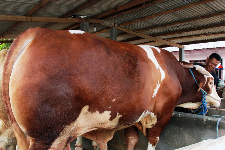 Seorang peternak memberikan pakan untuk sapi yang dibeli Presiden Joko Widodo di Potronayan, Nogosari, Boyolali, Jawa Tengah, Rabu, 7 Agustus 2019. Presiden membeli dua ekor sapi dari peternak setempat jenis simental berumur 4,5 tahun dan 3,5 tahun dengan harga Rp98 juta dan Rp73 juta untuk kebutuhan Iduladha di Solo. Antara Foto/Aloysius Jarot Nugroho