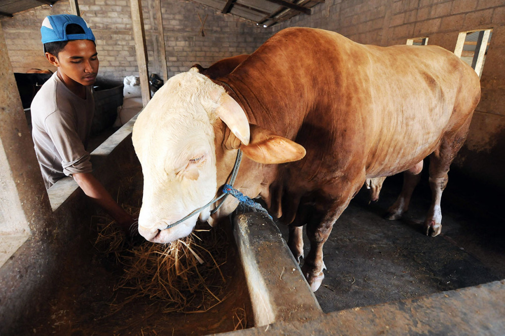 Peternak menunjukkan sapi miliknya yang telah dipesan oleh Presiden Joko Widodo di Palu, Sulawesi Tengah, Rabu, 31 Juli 2019. Sapi dengan kualitas super berbobot 800 kilogram seharga Rp65 juta tersebut dipesan Presiden sebagai hewan kurban untuk dibagikan kepada masyarakat pada Iduladha mendatang. Antara Foto/Mohamad Hamzah