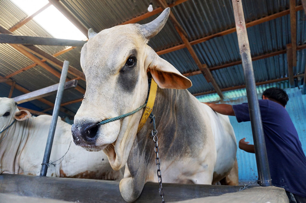 Peternak menunjukkan sapi miliknya yang telah dipesan oleh Presiden Joko Widodo di Palu, Sulawesi Tengah, Rabu, 31 Juli 2019. Sapi dengan kualitas super berbobot 800 kilogram seharga Rp65 juta tersebut dipesan Presiden sebagai hewan kurban untuk dibagikan kepada masyarakat pada Iduladha mendatang. Antara Foto/Mohamad Hamzah