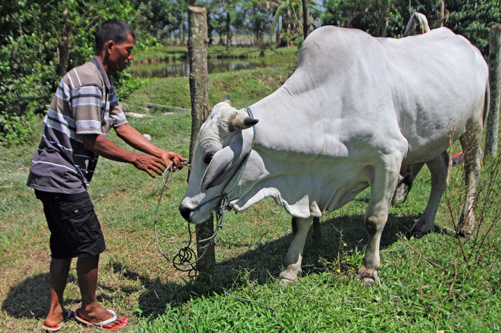 Peternak mengikat sapinya yang dibeli Presiden Joko Widodo yang akan dikurbankan pada Iduladha, di Desa Cialam Jaya, Kabupaten Konawe Selatan, Sulawesi Tenggara, Senin, 5 Agustus 2019. Sapi peranakan Ongole dengan berat lebih 750 kilogram seharga Rp45 juta tersebut dipilih Jokowi untuk disembelih pada Iduladha di Pondok Modern Darussalam Gontor Putri, Kabupaten Konawe Selatan. Antara Foto/Jojon