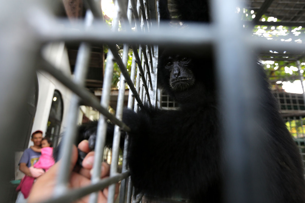 Warga melihat siamang (Symphalangus syndactylus) jinak yang baru diserahkan secara sukarela di kandang rehabilitasi Balai Konservasi Sumber Daya Alam (BKSDA) Aceh, Banda Aceh, Jumat, 9 Agustus 2019. 