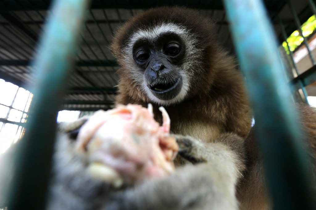Kedua satwa dilindungi tersebut selanjutnya direhabilitasi untuk dilepasliarkan kembali kehabitatnya. 