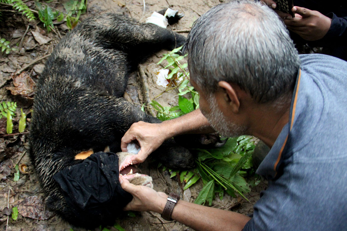 Kaki Beruang Madu Ini Terluka Kena Jerat Rusa - Medcom.id