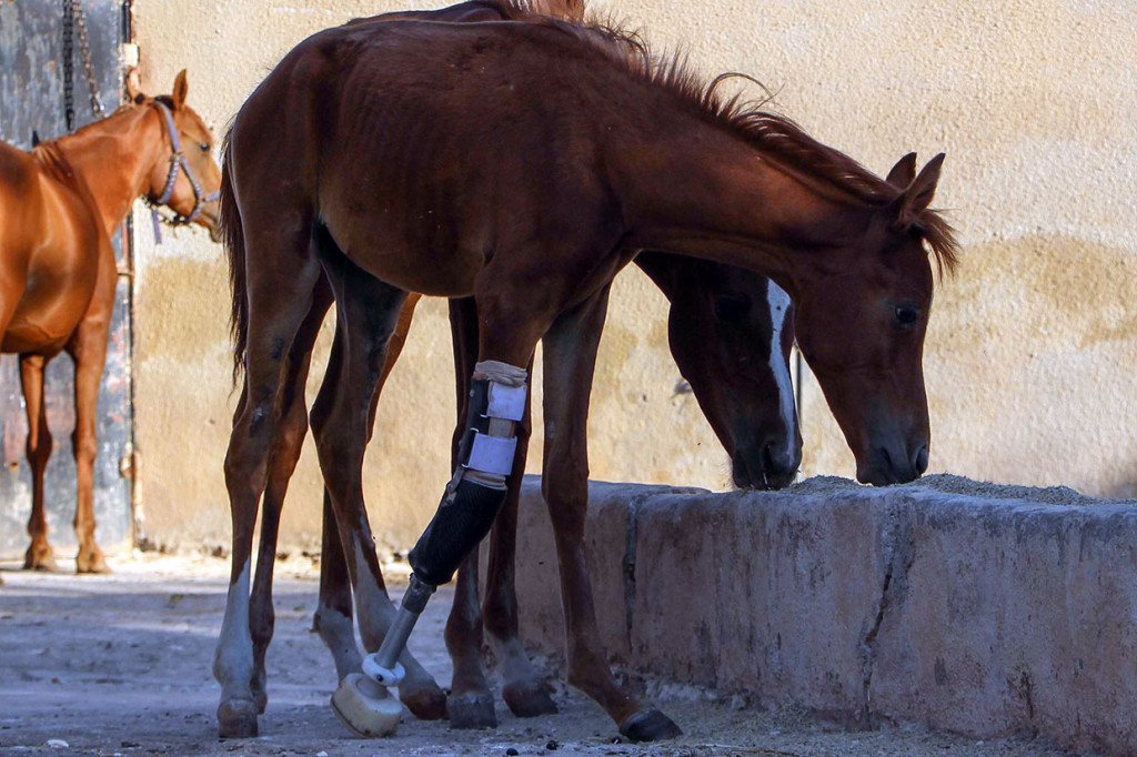 Sham al-Agha harus kehilangan sebagian kaki kanan depannya akibat penembakan beberapa bulan lalu saat rezim Presiden Suriah Bashar Al-Assad membombardir Aleppo. 
