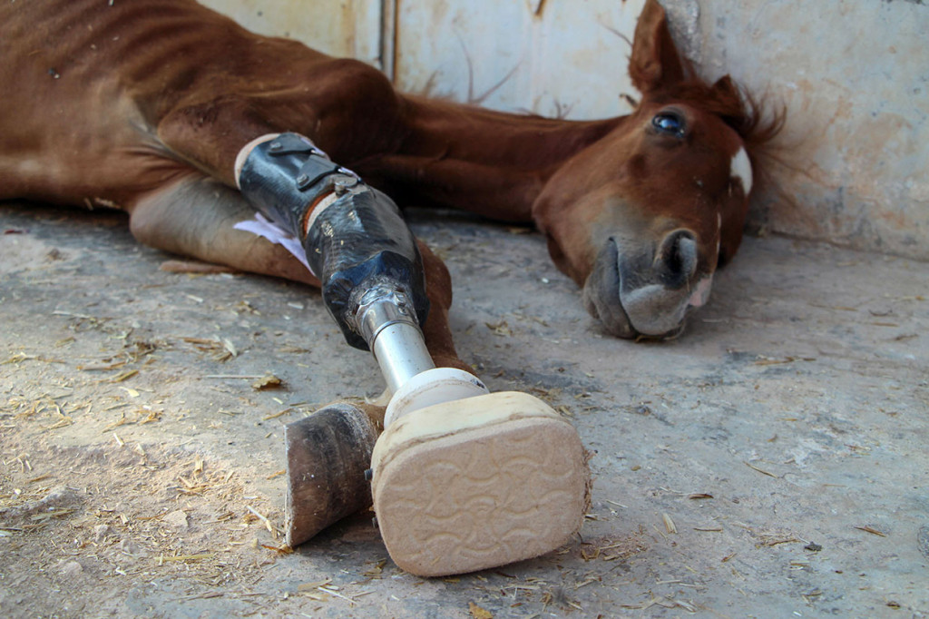 Sekarang, dokter hewan Suriah telah berhasil mengembalikan 'kaki' hewan tersebut. Tungkai itu sepenuhnya dirancang dan diproduksi secara lokal oleh perajin yang memproduksi kaki palsu di daerah tersebut.