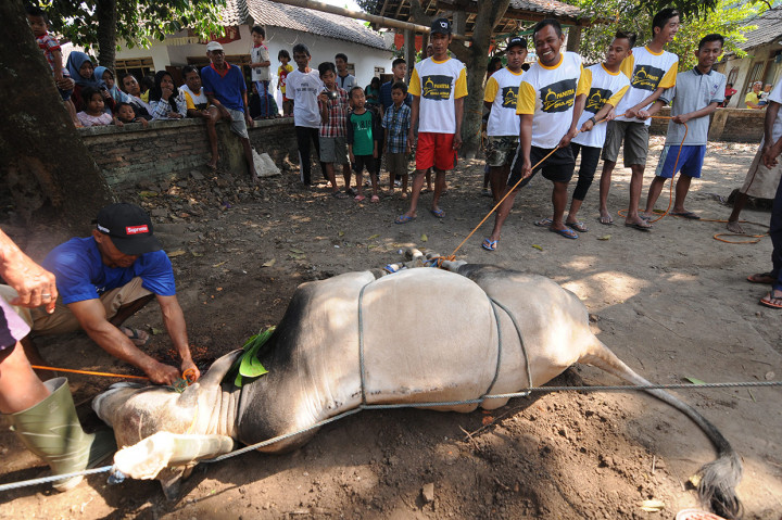 Sejumlah warga bersiap menyembelih sapi kurban di Bendosari, Sawit, Boyolali, Jawa Tengah. Umat Muslim di seluruh dunia melaksanakan Salat Idul Adha 1440 H dan melakukan pemotongan hewan kurban. Antara Foto/Aloysius Jarot Nugroho