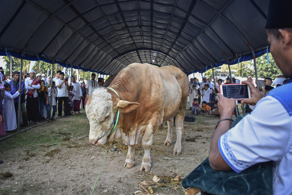 Warga memotret sapi kurban dari Presiden Joko Widodo untuk NTB usai melaksanakan Salat Idul Adha 1440 H di Islamic Centre Hubbul Wathan di Mataram, NTB. Antara Foto/Ahmad Subaidi