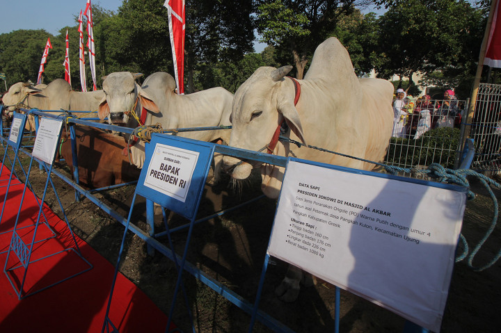 Sapi-sapi kurban yang dipilih Jokowi adalah sapi berkualitas yang dibeli langsung dari peternak sapi. Beberapa sapi bahkan mendapatkan perlakuan khusus, seperti disediakan karpet hitam seharga Rp 2 juta sebagai alas tidur atau diberi obat cacing agar kondisinya sehat saat disembelih. Antara Foto/Didik Suhartono