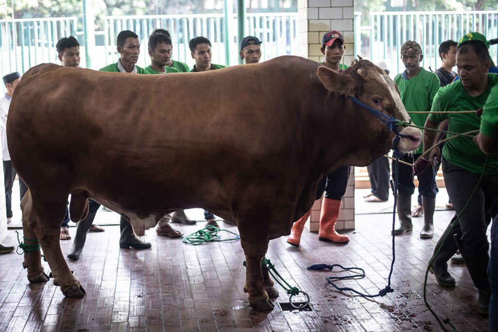 Sejumlah tukang jagal bersiap memotong seekor sapi kurban dari Presiden Joko Widodo di kompleks Masjid Istiqlal, Jakarta. Antara Foto/Aprillio Akbar