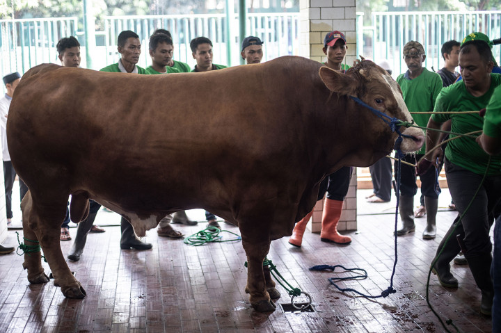 Sejumlah tukang jagal bersiap memotong seekor sapi kurban dari Presiden Joko Widodo di kompleks Masjid Istiqlal, Jakarta. Antara Foto/Aprillio Akbar