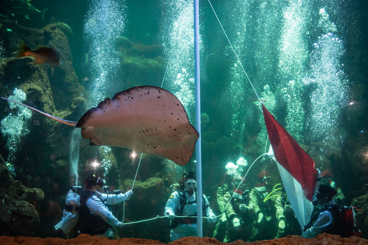 Sejumlah penyelam mengibarkan Bendera Merah Putih saat peringatan HUT Ke-74 RI di dalam akuarium utama Seaworld Ancol, Jakarta, Sabtu, 17 Agustus 2019.