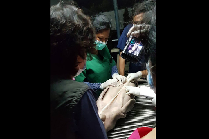 Bayi duyung ini juga diperkirakan terlalu syok setelah diserang ikan duyung dewasa yang sebelumnya membuatnya tersesat ke pantai. Afp Photo/Department of National Parks, Wi