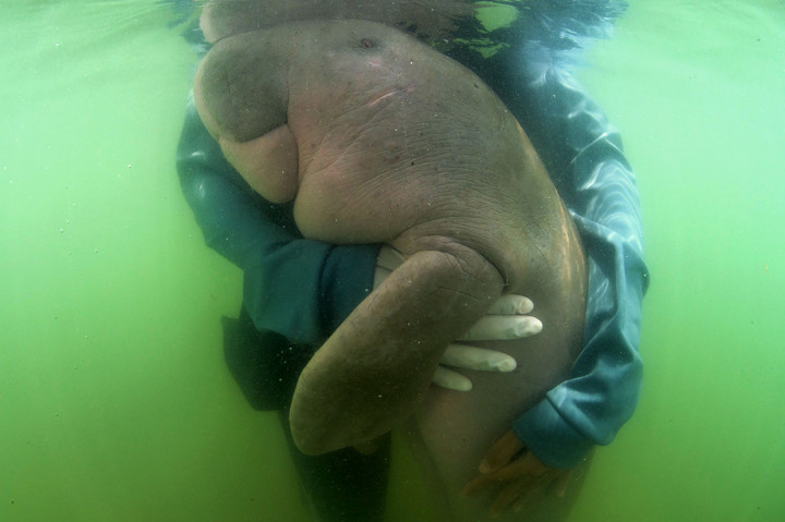 Foto bayi ikan duyung 'Marium' pada Mei 2019 saat dia diselamatkan usai terdampar di pantai Thailand. Afp Photo/Sirachai Arunrugstichai