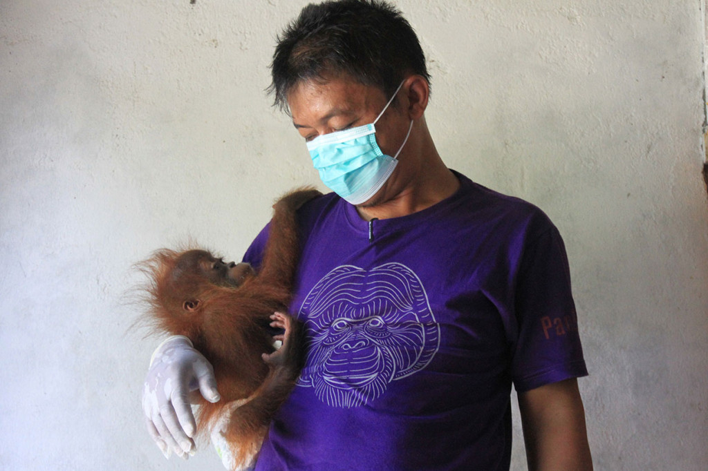 Petugas Yayasan Ekosistem Lestari (YEL) mengendong bayi orangutan Sumatera (Pongo abelii) saat penyerahan di Desa Teladan Jaya, Kecamatan Babahrot, Aceh Barat Daya, Aceh, Senin, 19 Agustus 2019. 