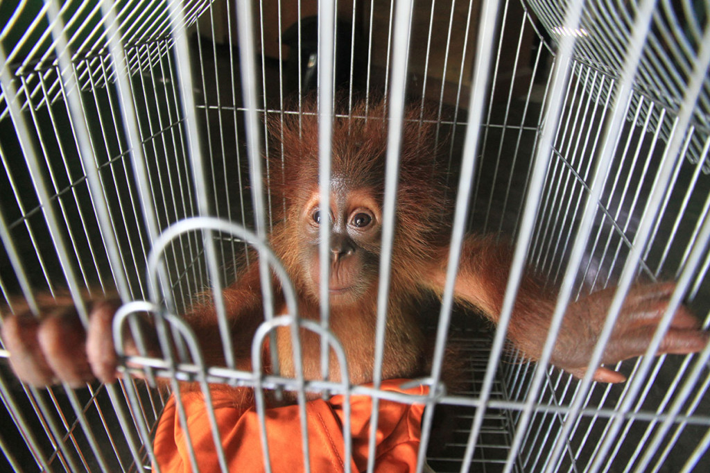 Bayi orangutan sumatera tersebut diserahkan secara sukarela oleh warga Teladan Jaya, Kecamatan Babahrot, Aceh Barat Daya kepada petugas Badan Konservasi Sumber Daya Alam (BKSDA), Senin, 19 Agustus 2019 siang.