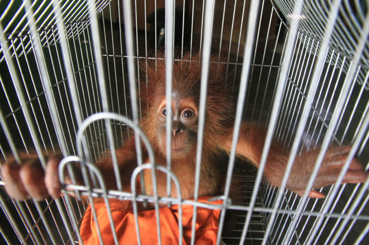 Bayi orangutan sumatera tersebut diserahkan secara sukarela oleh warga Teladan Jaya, Kecamatan Babahrot, Aceh Barat Daya kepada petugas Badan Konservasi Sumber Daya Alam (BKSDA), Senin, 19 Agustus 2019 siang.