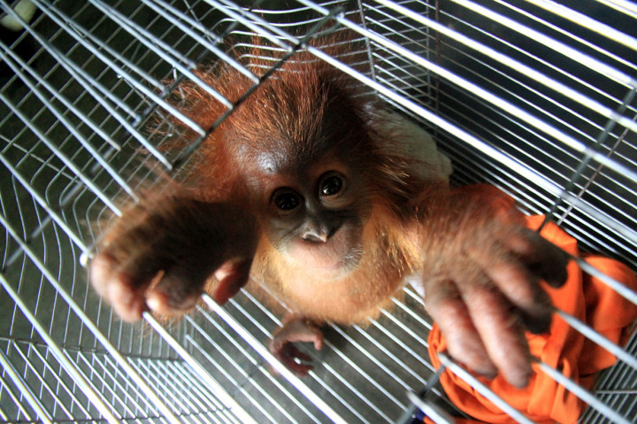 Bayi orangutan jantan yang berusia sekitar lima bulan tersebut selanjutnya akan dirawat sebelum dilepasliarkan ke habitatnya.