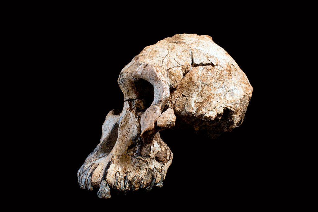 Sebuah gambar yang diambil pada 28 Agustus 2019 menunjukkan tengkorak manusia purba berumur 3,8 juta tahun, yang dikenal sebagai 'MRD' dan milik spesies Australopithecus anamensis, yang ditampilkan selama presentasi di Addis Ababa.
