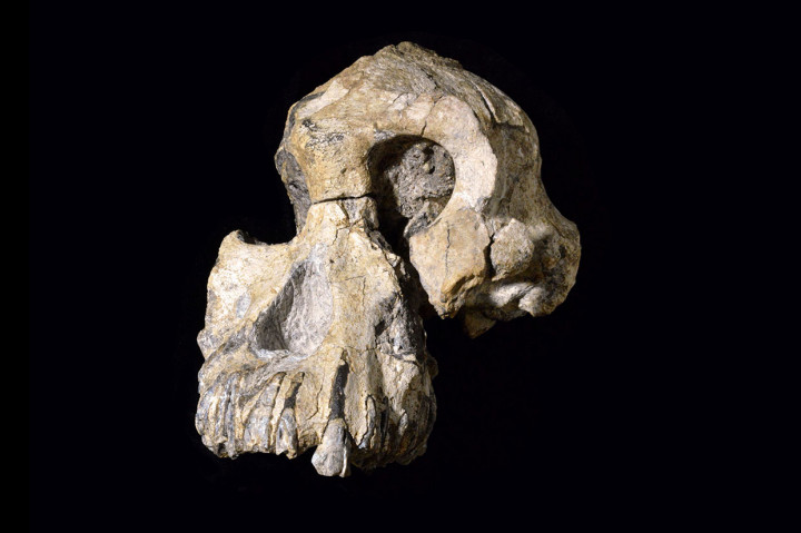Tengkorak manusia purba berumur 3,8 juta tahun, yang dikenal sebagai 'MRD' dan milik spesies Australopithecus anamensis, yang sangat lengkap telah ditemukan di Ethiopia.