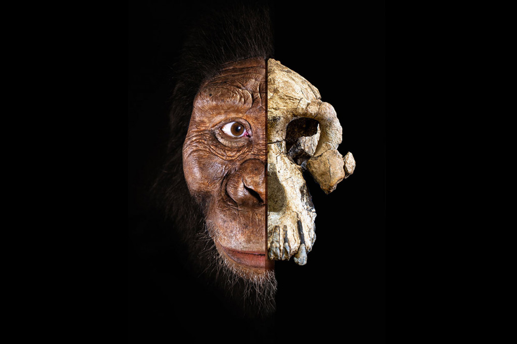 Ditemukan pada Februari 2016 di situs Woranso-Mille, hanya 55 kilometer (34 mil) dari tempat Lucy ditemukan di wilayah Afar di timur laut Ethiopia, MRD menawarkan sekilas pertama wajah Lucy.