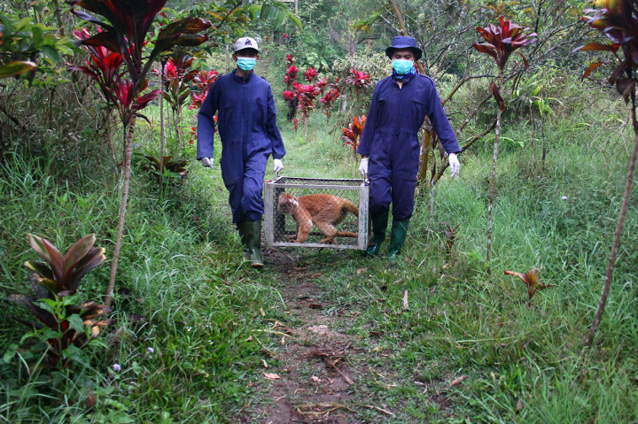 Relawan mengangkut seekor lutung jawa (Trachipitecus auratus) untuk dilepasliarkan di Javan Langur Centre Coban Talun, Batu, Jawa Timur, Sabtu, 31 Agustus 2019. 