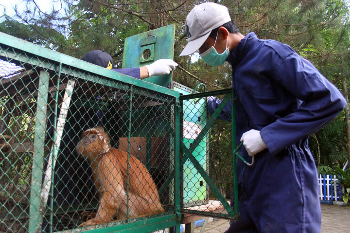 Sebanyak enam ekor lutung jawa dilepasliarkan di kawasan hutan lindung Gunung Biru dengan dibagi menjadi tiga kelompok. 
