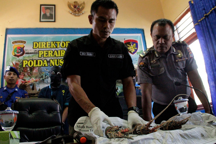 Kasi Tindak Subdit Penegakan Hukum Ditpolairud Polda NTT AKP Andi M Rahman menunjukkan barang bukti tiga ekor lobster berbagai jenis saat rilis kasus penangkapan nelayan asal NTB yang menangkap lobster tanpa surat izin di perairan NTT di Kota Kupang, NTT, 5 September 2019. Antara Foto/Kornelis Kaha