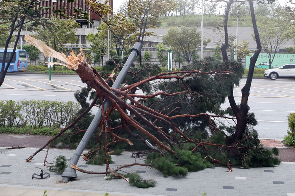 Sebuah cabang pohon besar patah dan menghantam sebuah tiang setelah diterjang topan Lingling di Incheon, Korsel, Sabtu, 7 September 2019.