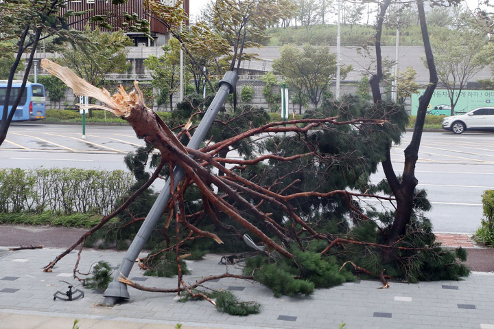Sebuah cabang pohon besar patah dan menghantam sebuah tiang setelah diterjang topan Lingling di Incheon, Korsel, Sabtu, 7 September 2019.