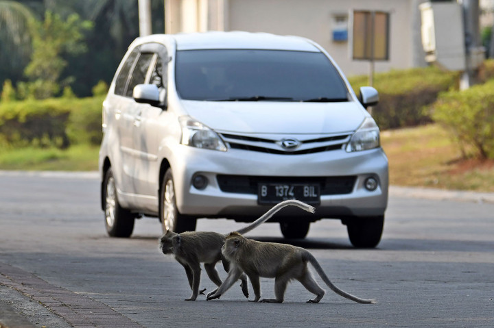 Diduga kelaparan, kawanan monyet (Macaca fascicularis) dari Suaka Margasatwa Muara Angke, keluar dari habitatnya mencari makan di jalanan di kawasan salah satu perumahan di Kapuk Muara, Penjaringan, Jakarta Utara, Selasa, 17 September 2019.