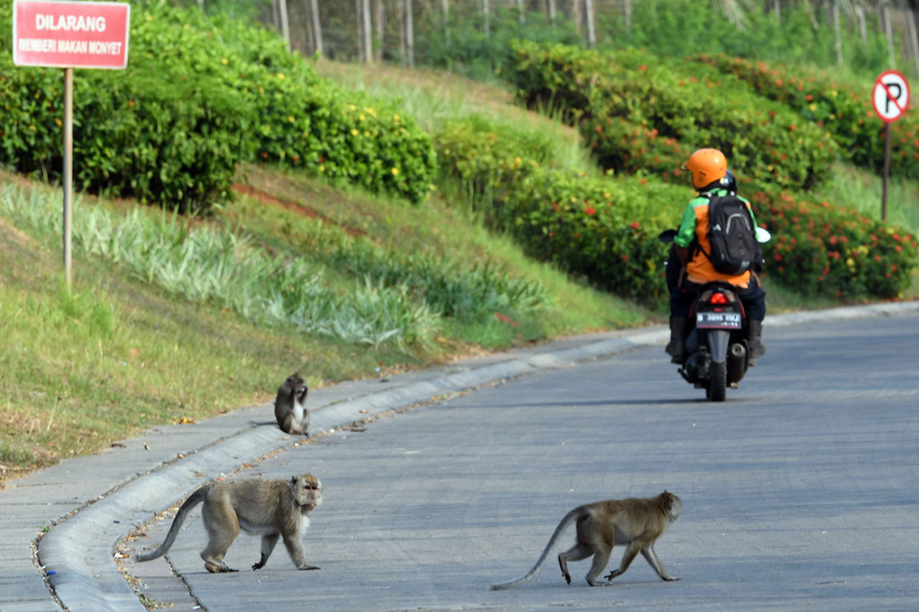 Setiap sore, kawanan monyet dari Suaka Margasatwa Muara Angke, keluar dari habitatnya dan masuk kawasan permukiman warga untuk mencari makan.
