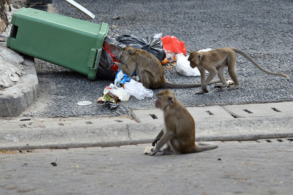 Sejumlah monyet mencari makanan di tempat sampah milik warga di salah satu permukiman di Kapuk Muara, Penjaringan, Jakarta Utara.