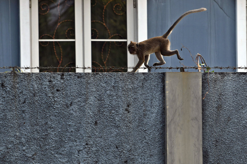 Seekor monyet berada di pagar salah satu rumah warga di Kapuk Muara, Penjaringan, Jakarta Utara.