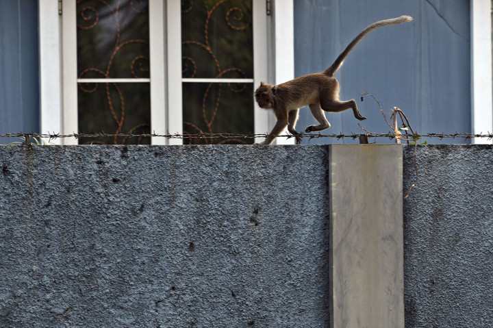 Seekor monyet berada di pagar salah satu rumah warga di Kapuk Muara, Penjaringan, Jakarta Utara.