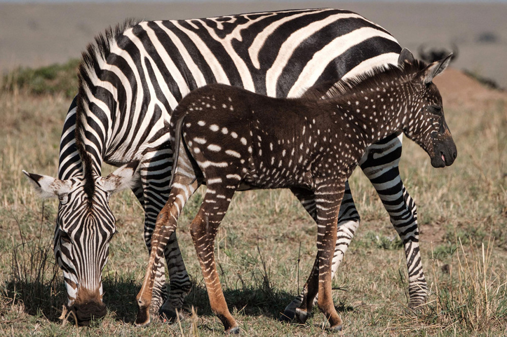 Anak kuda zebra bintik-bintik berdiri dekat dengan induknya di cagar alam Maasai Mara di Kenya, Kamis, 19 September 2019.