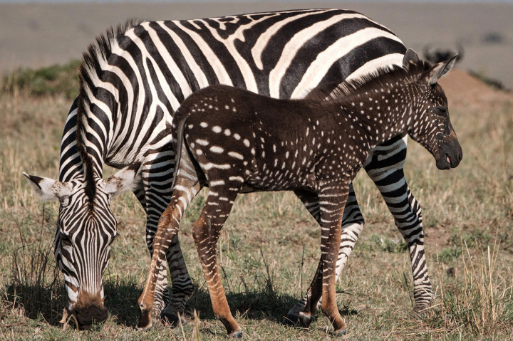 Anak kuda zebra bintik-bintik berdiri dekat dengan induknya di cagar alam Maasai Mara di Kenya, Kamis, 19 September 2019.