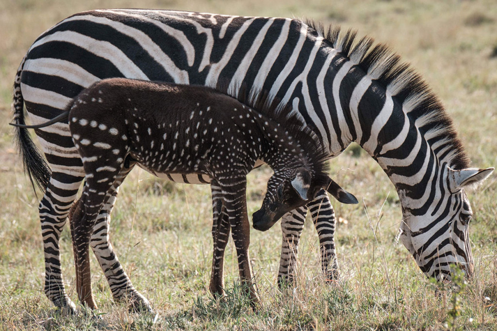 Antony Tira, seorang pemandu tur di cagar alam Maasai Mara yang pertama kali melihat anak zebra itu, menamainya Tira.
