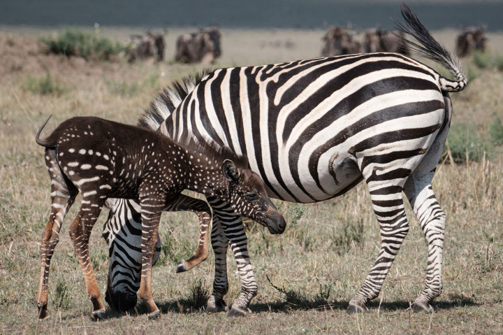 Tira awalnya heran saat melihat anak zebra itu, dan menduga hewan tersebut telah dicat atau ditandai untuk keperluan migrasi.