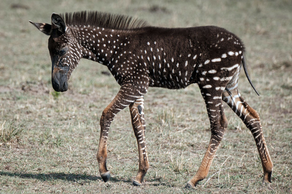 Menurut laporan spesialis satwa liar di Matira Camp, Parmale Lemein, tidak pernah ada kasus kemunculan zebra langka seperti itu yang tercatat di Mara. Dia mengatakan bahwa tidak ada zebra dengan kondisi seperti itu di cagar alam lain di Afrika, yang menurut penelitian, bertahan selama lebih dari enam bulan setelah kelahiran.