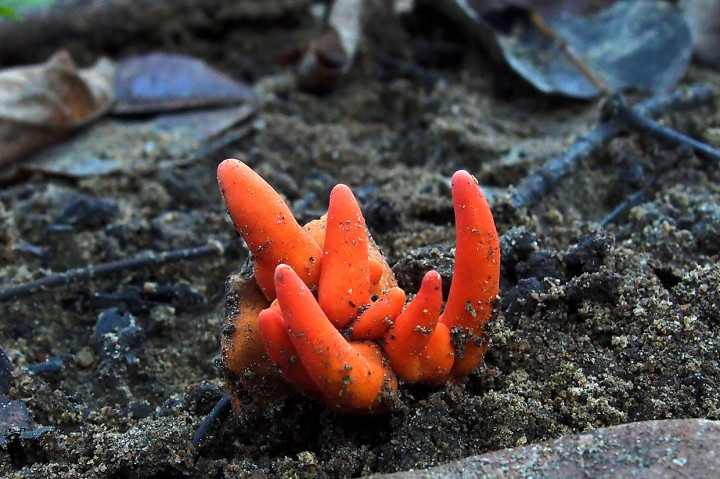 Foto tanpa tanggal yang diambil oleh Ray Palmer dan dirilis James Cook University Australia pada 3 Oktober 2019 menunjukkan jamur Coral Fire Poison yang ditemukan tumbuh di Redlynch Valley, pinggiran Kota Cairns, Australia.