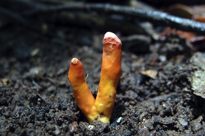 Poison Fire Coral adalah satu-satunya jamur yang dikenal dengan racun yang dapat diserap melalui kulit dan menyebabkan serangkaian gejala mengerikan jika dimakan, termasuk muntah, diare, demam, dan mati rasa. Jika tidak diobati dapat menyebabkan kegagalan organ multipel atau kerusakan otak yang menyebabkan kematian.
