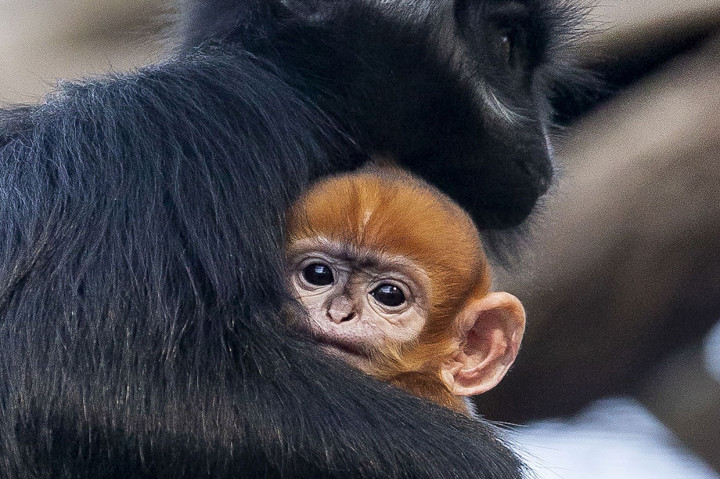 Bayi monyet jantan jenis Francois' langur dengan bulu oranye yang lahir pekan lalu, tengah bersama induknya di Kebun Binatang Taronga Sydney, Jumat, 4 Oktober 2019. Bayi monyet tersebut belum diberi nama.