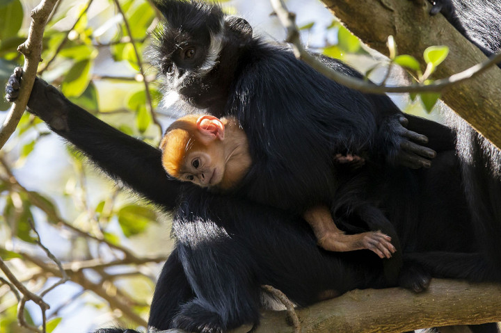 Warna bulu oranye terang pada bayi Francois Langur hanya bertahan beberapa minggu sebelum berubah menjadi gelap seperti warga induknya, Noel. Kebun binatang memperkirakan hanya ada sekitar 3.000 spesies yang tersisa di alam liar.